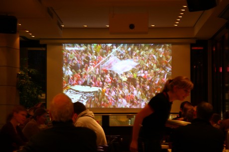 fc-pauli