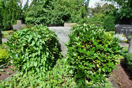friedhof-bocklemuend
