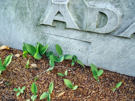 friedhof