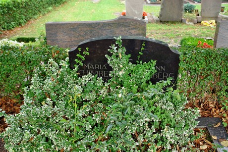 friedhof-loevenich