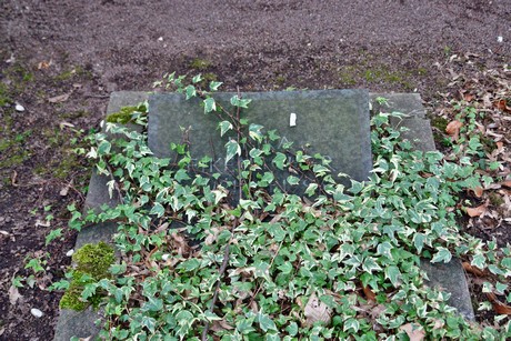 melaten
