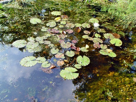 melaten