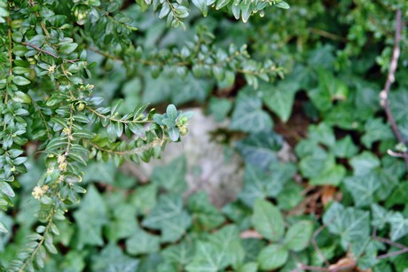 melaten