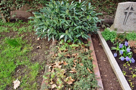 friedhof