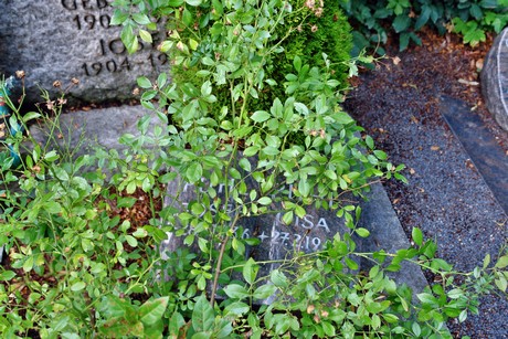 friedhof-niehl