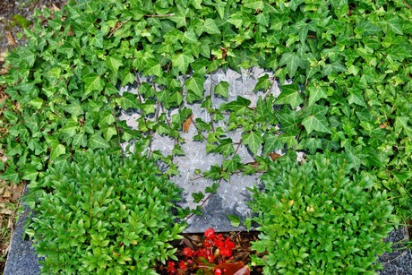 friedhof-niehl