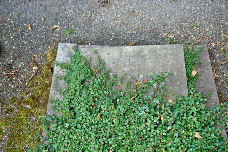 friedhof-niehl
