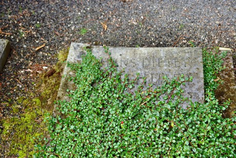 friedhof-niehl