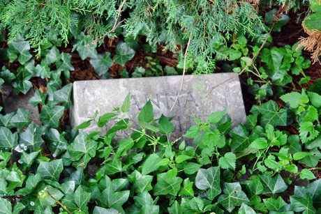 friedhof-niehl