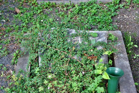 friedhof-niehl