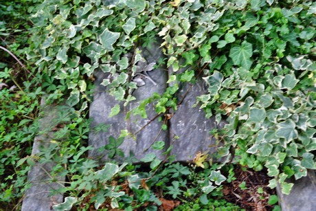 friedhof-niehl
