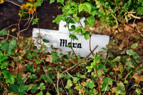 ostfriedhof