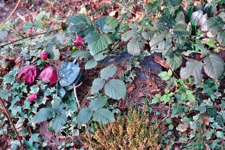 ostfriedhof