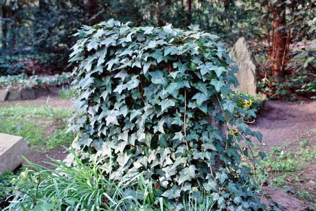 ostfriedhof