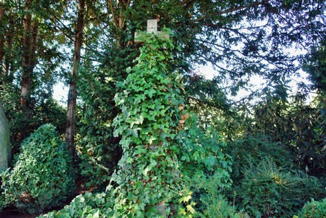 friedhof-suerth