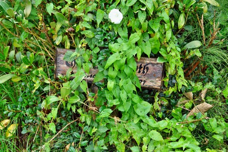 friedhof-suerth