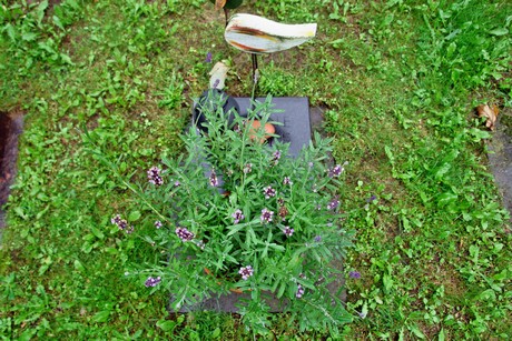 friedhof-suerth
