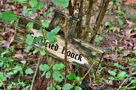 friedhof