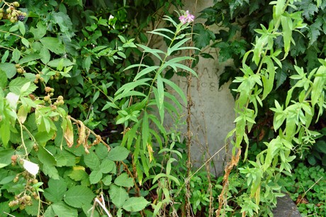 westfriedhof