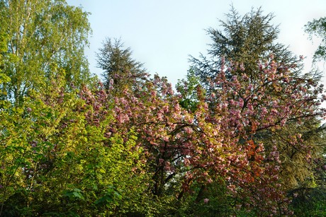 westfriedhof