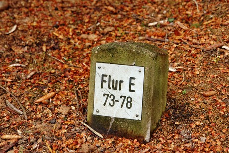 feld-e