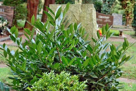 ostfriedhof