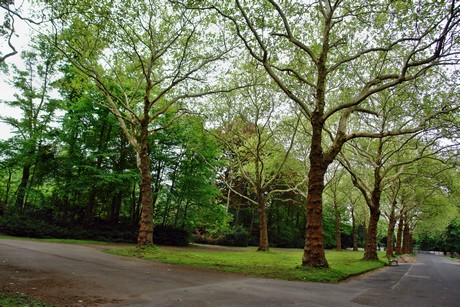 westfriedhof