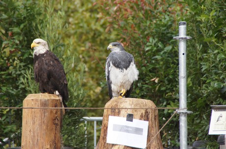 photokina-2012
