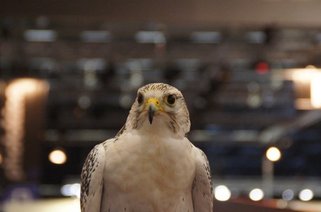 Photokina