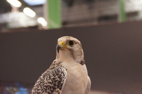 Photokina