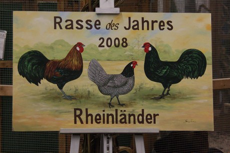 rassegefluegelschau