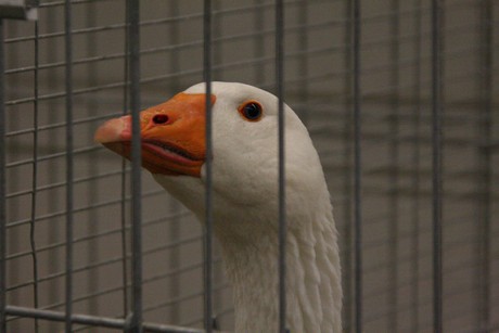rassegefluegelschau