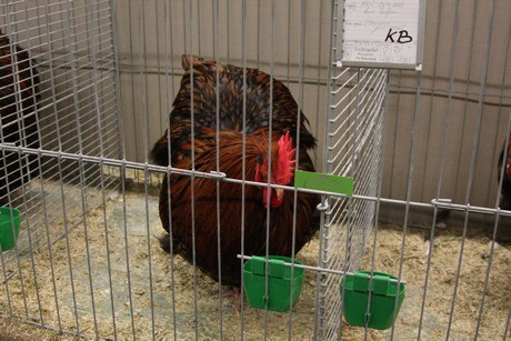 rassegefluegelschau