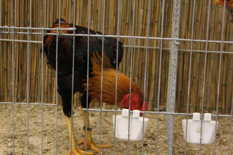 rassegefluegelschau