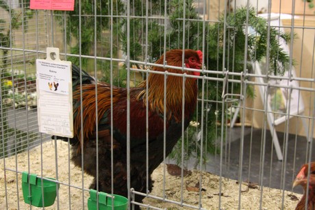 rassegefluegelschau