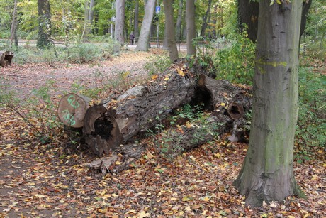 stadtwald