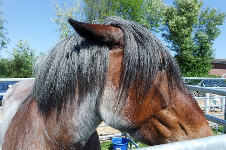 musterbild