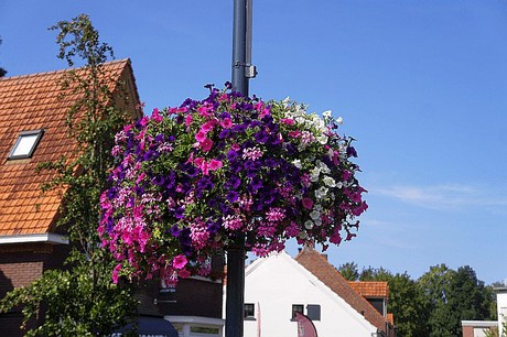 promi