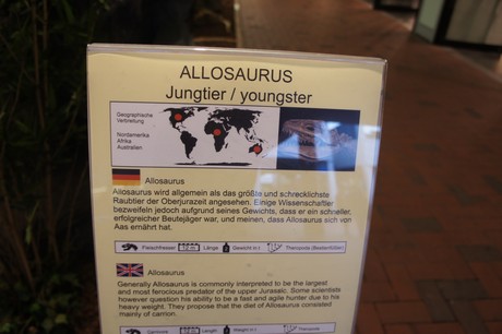 Allosaurus