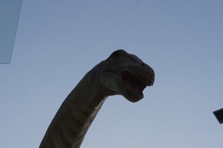 Apatosaurus