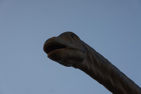 diplodocus