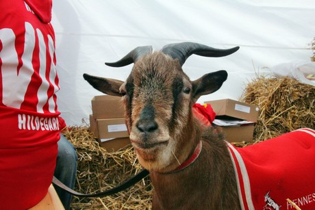 hennes