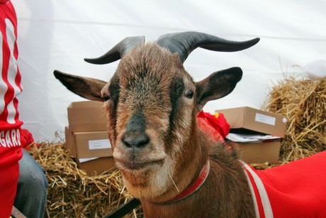 hennes