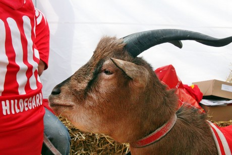hennes