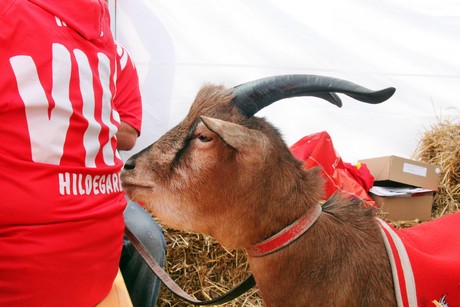 hennes