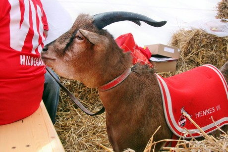 hennes