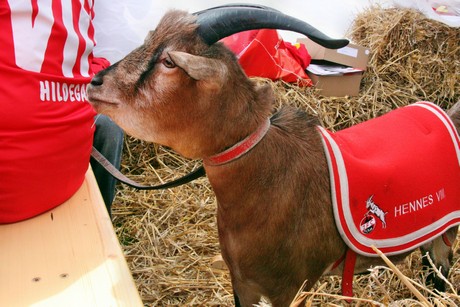 hennes