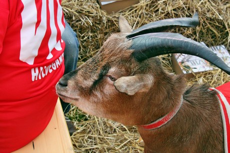 hennes