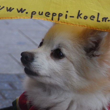pueppi