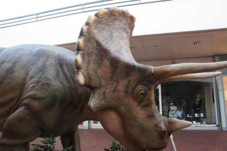 triceratops